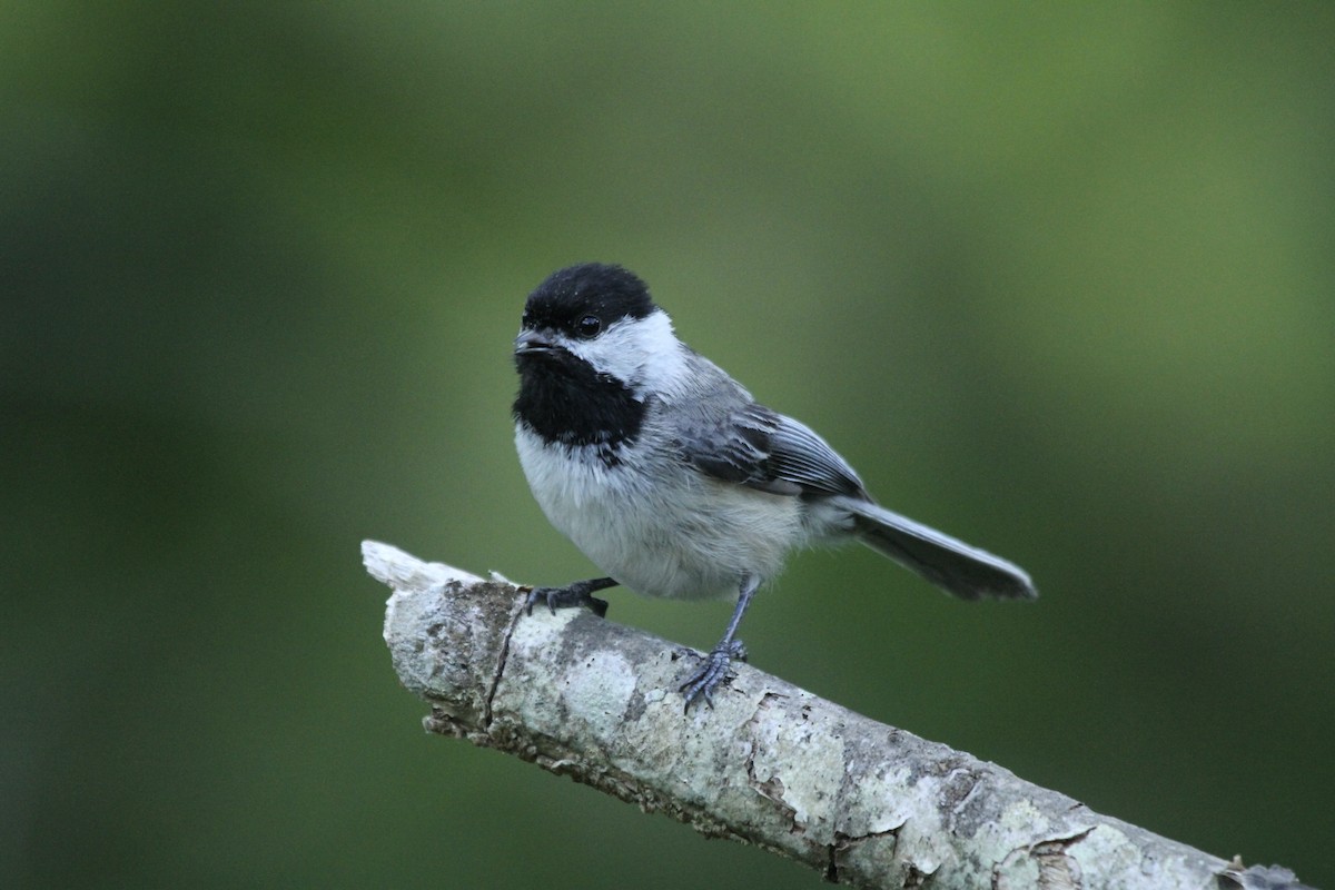 Black-capped Chickadee - ryan  doherty