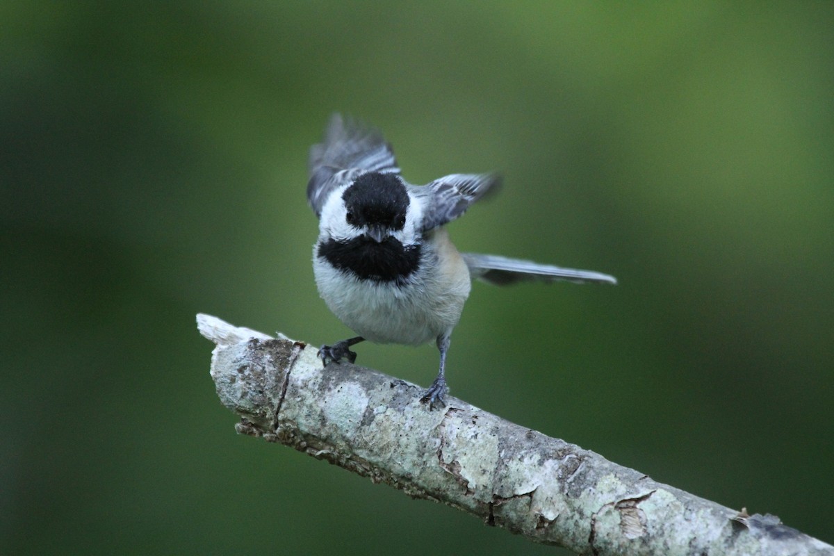 Black-capped Chickadee - ryan  doherty