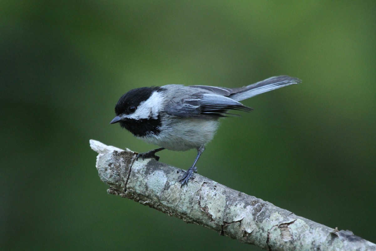 Black-capped Chickadee - ryan  doherty