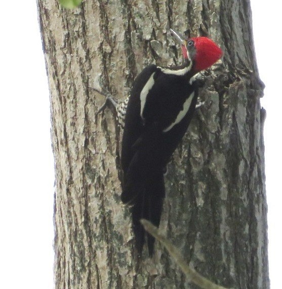 Lineated Woodpecker - Alfredo Correa