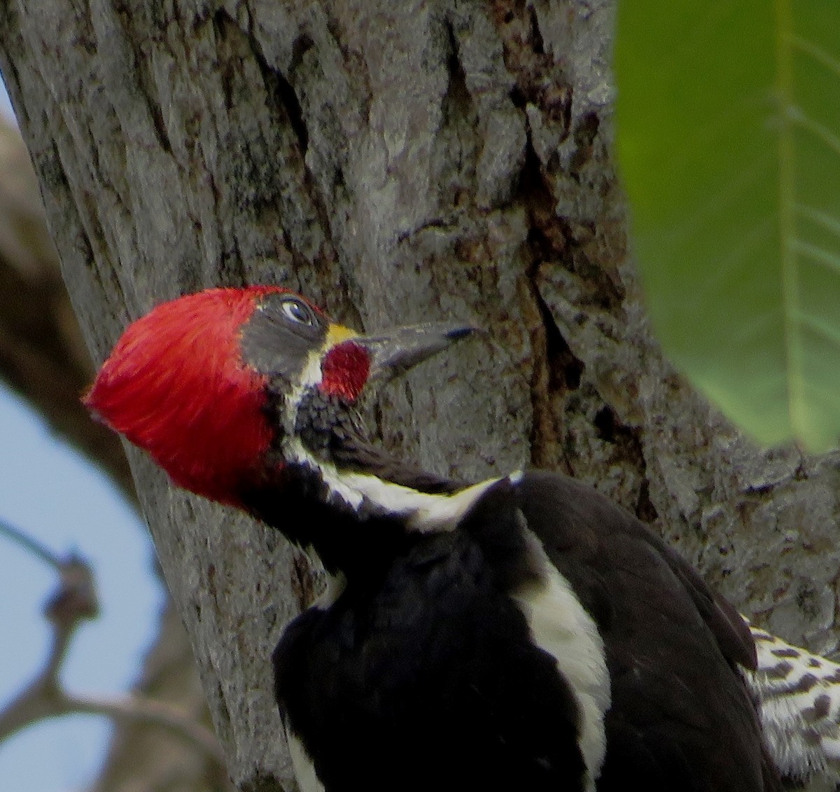 Lineated Woodpecker - Alfredo Correa