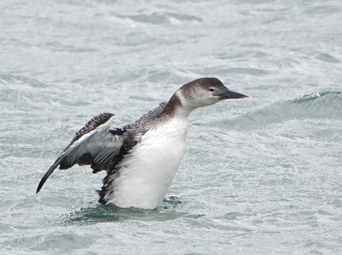 Common Loon - ML544401881