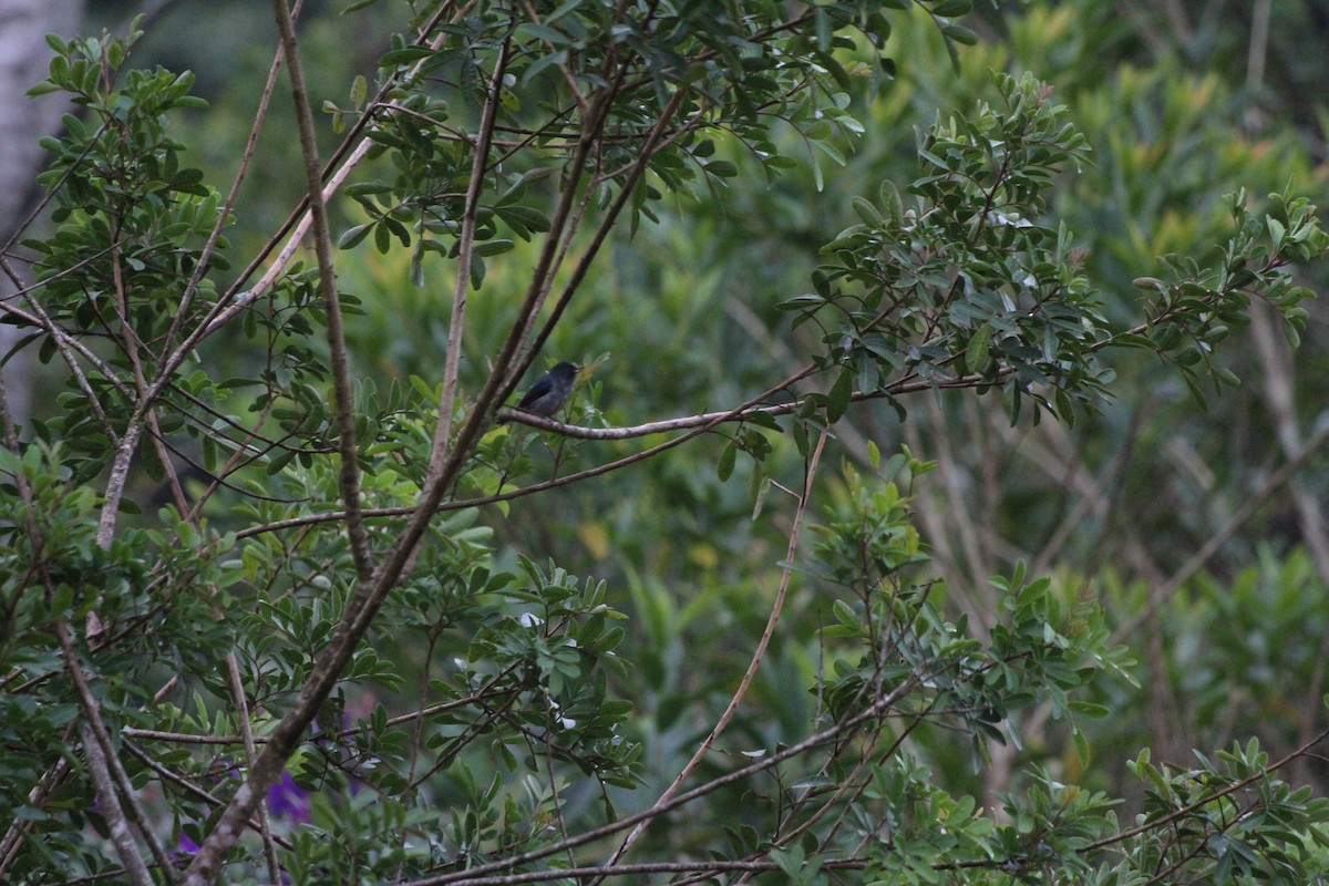 Slaty Flowerpiercer - ML544402351