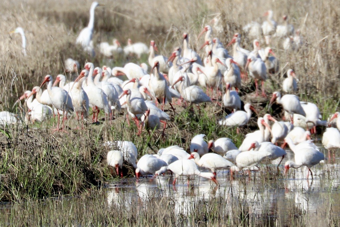 White Ibis - ML544402641