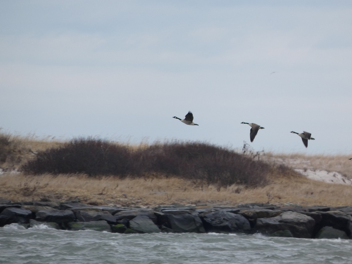 Canada Goose - Braydon Leary