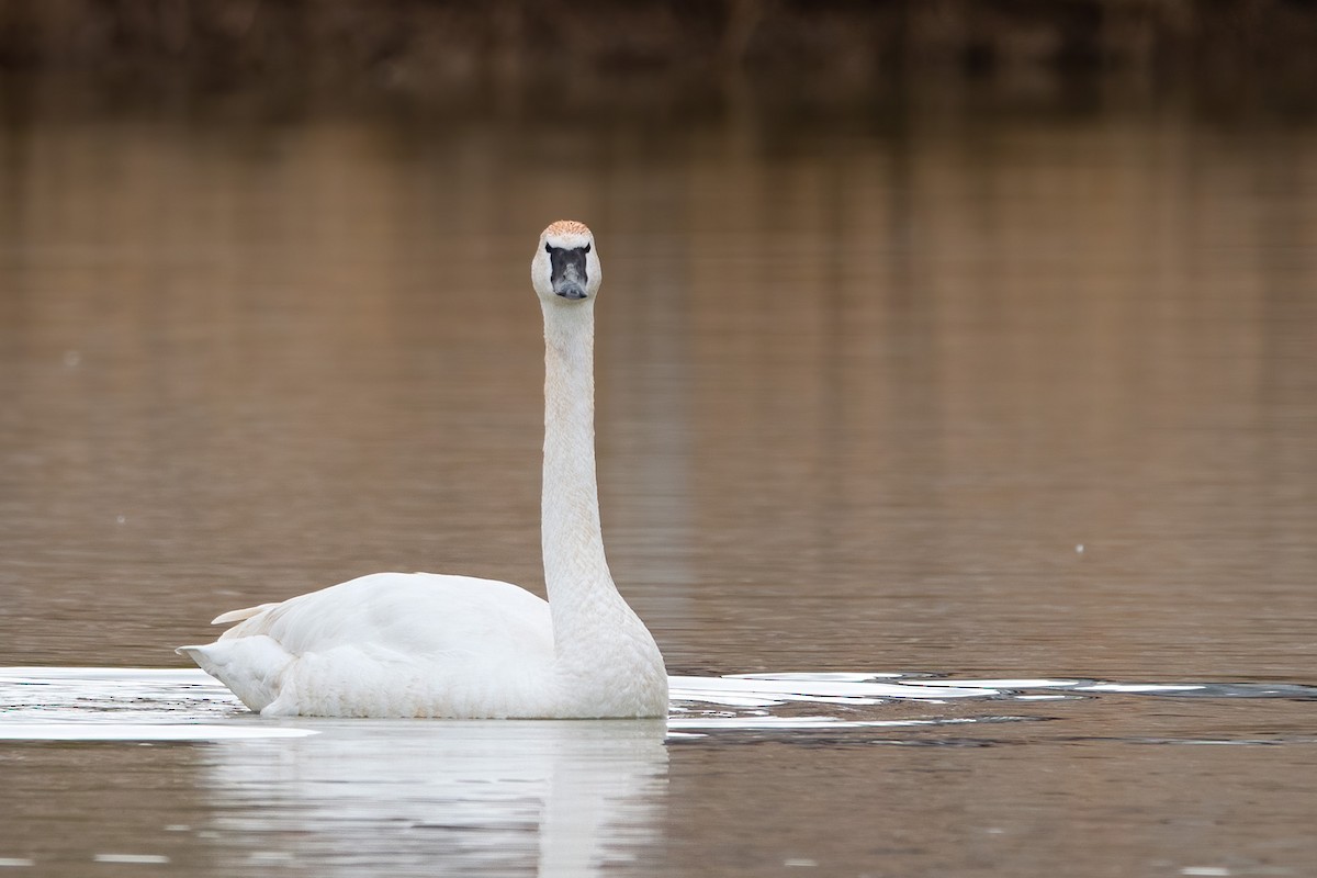 Trumpeter Swan - ML544404281