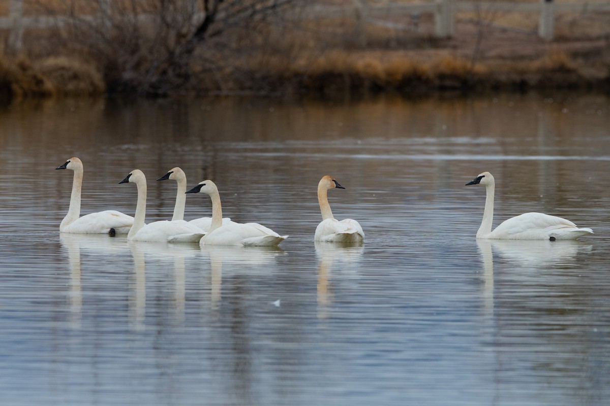 Trumpeter Swan - ML544404291