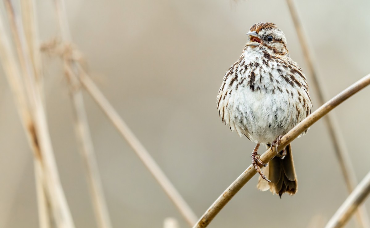 Song Sparrow (heermanni Group) - ML544404561