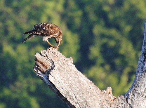 Red-shouldered Hawk - ML54440571