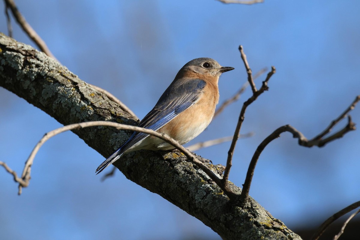 Eastern Bluebird - ML544406311