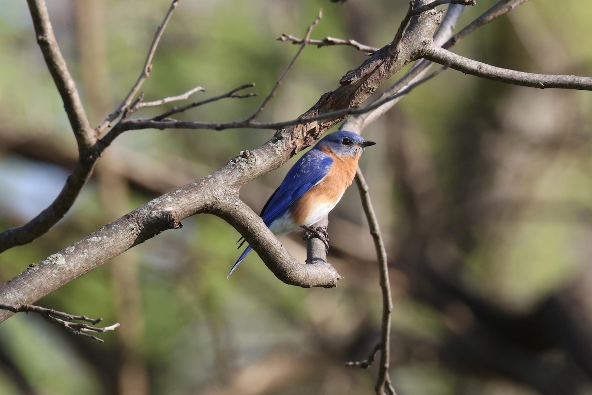 Eastern Bluebird - ML544406321