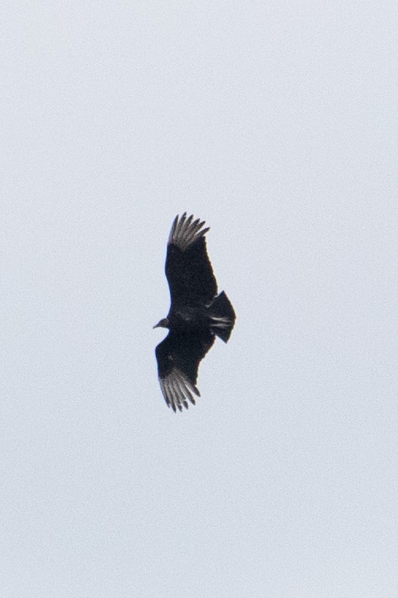 Black Vulture - ML544407651