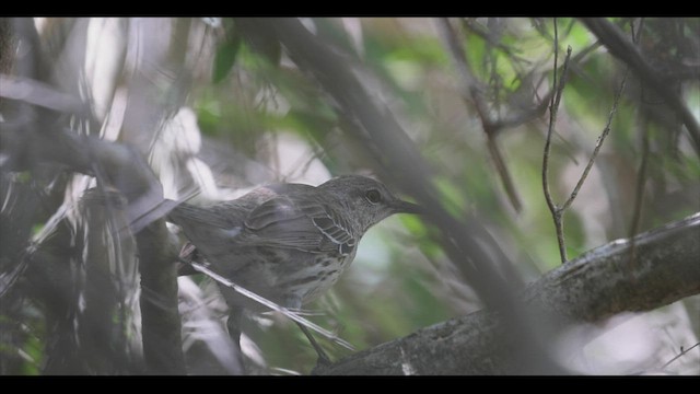 Bahama Mockingbird - ML544410031