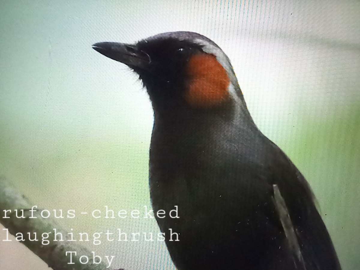 Rufous-cheeked Laughingthrush - ML544410271