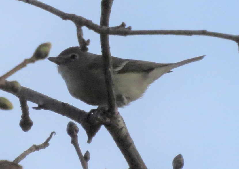 Cassin's/Plumbeous Vireo - Sam Sue James