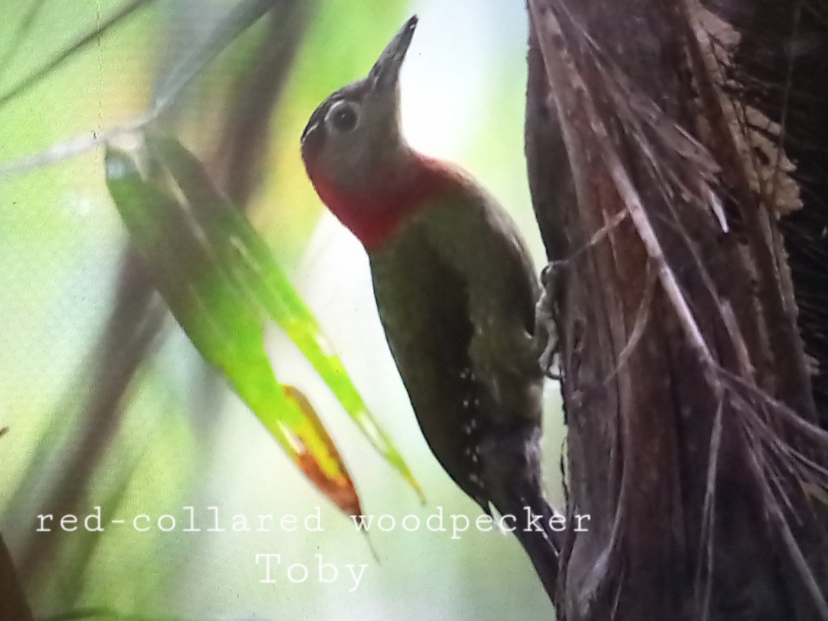 Red-collared Woodpecker - ML544410821