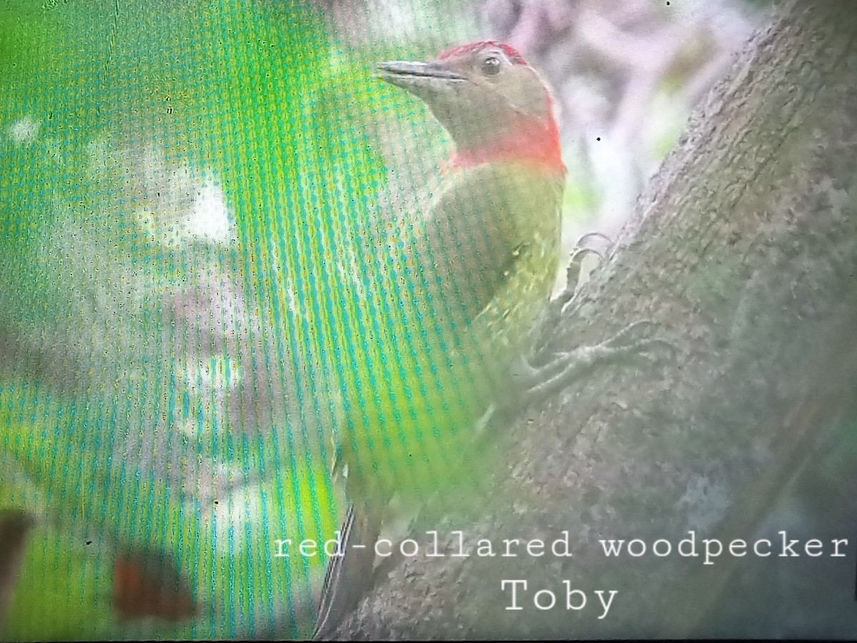 Red-collared Woodpecker - Trung Buithanh