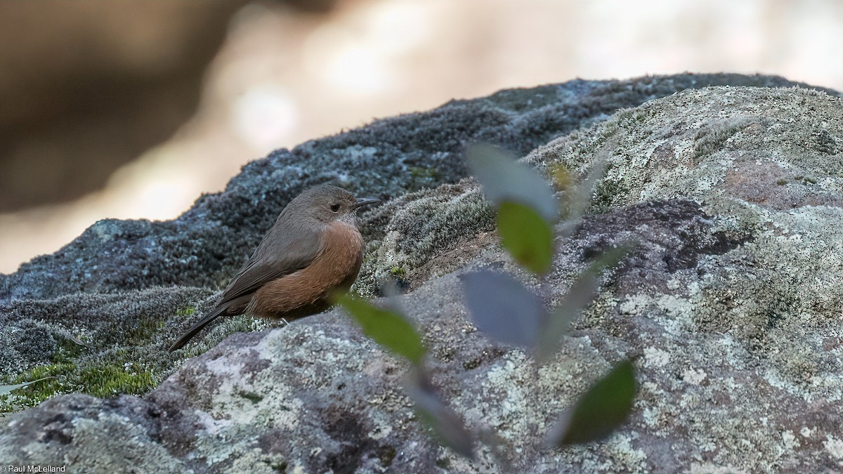 Rockwarbler - ML544411011