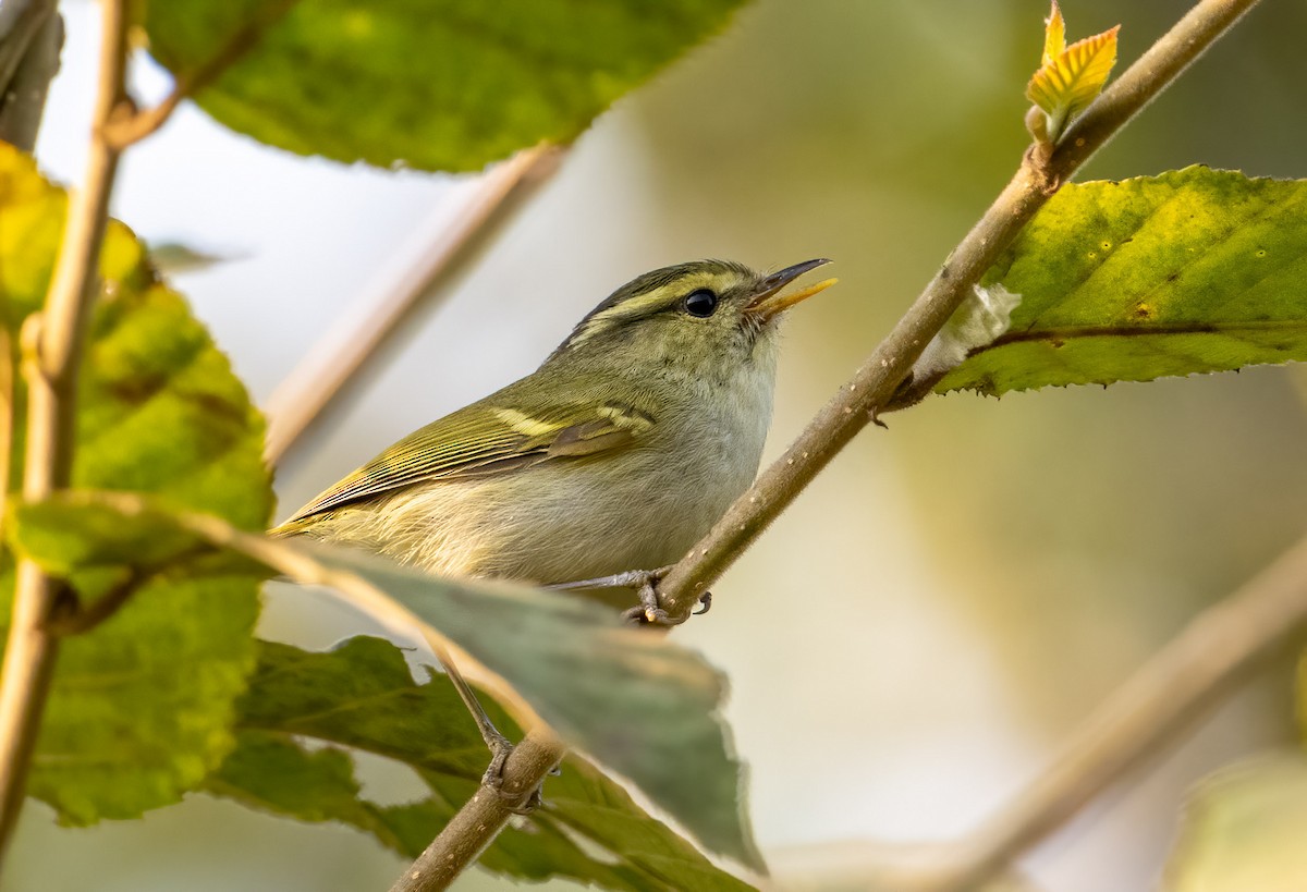 Davison's Leaf Warbler - Mel Senac