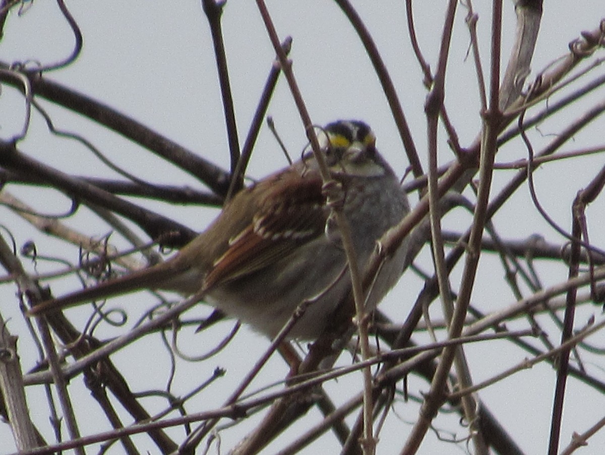 White-throated Sparrow - ML544411261
