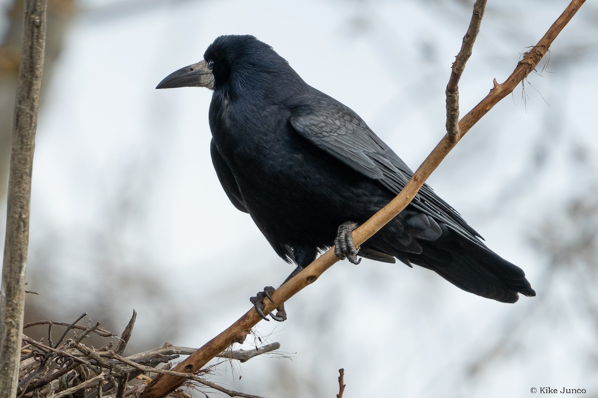 Corbeau freux - ML544411361