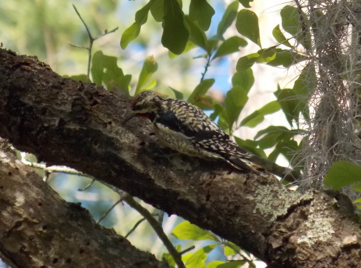 Yellow-bellied Sapsucker - ML544412661