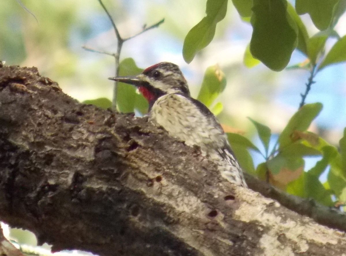 Yellow-bellied Sapsucker - ML544412671