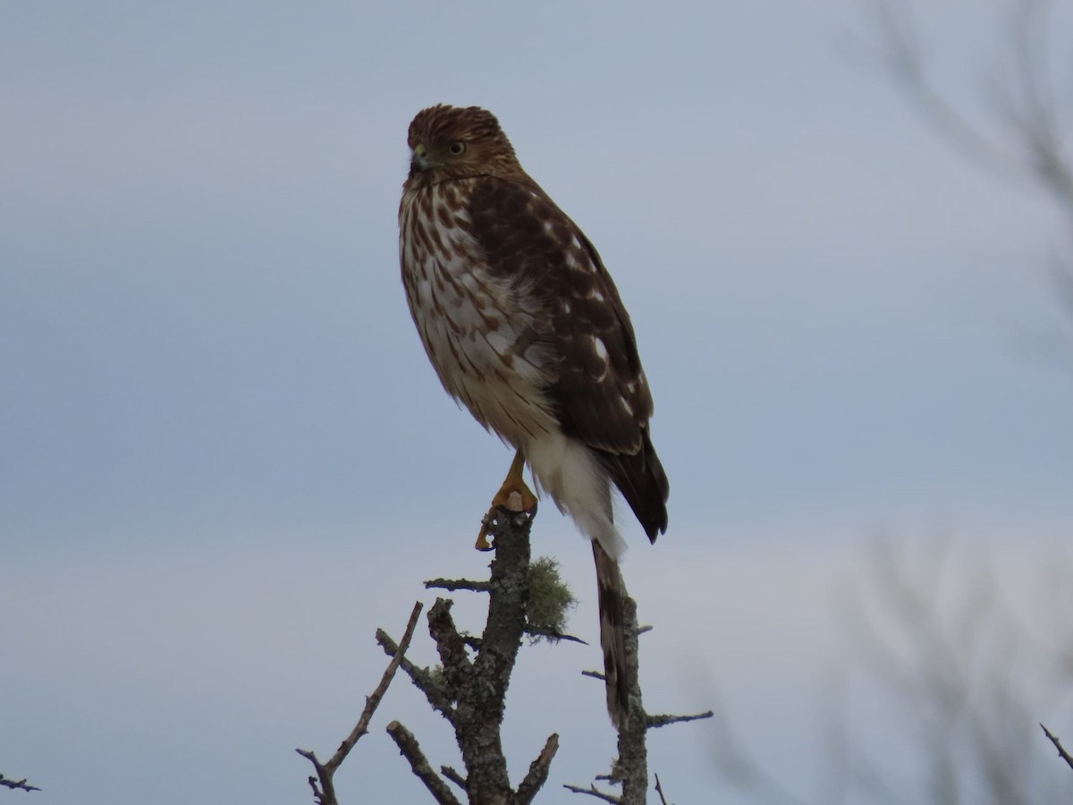 Cooper's Hawk - ML544413811