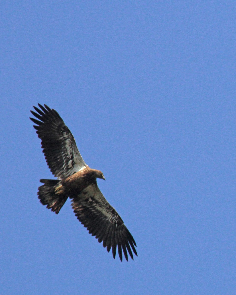 Bald Eagle - ML544414341