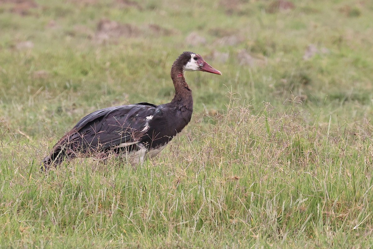 Spur-winged Goose - ML544415211