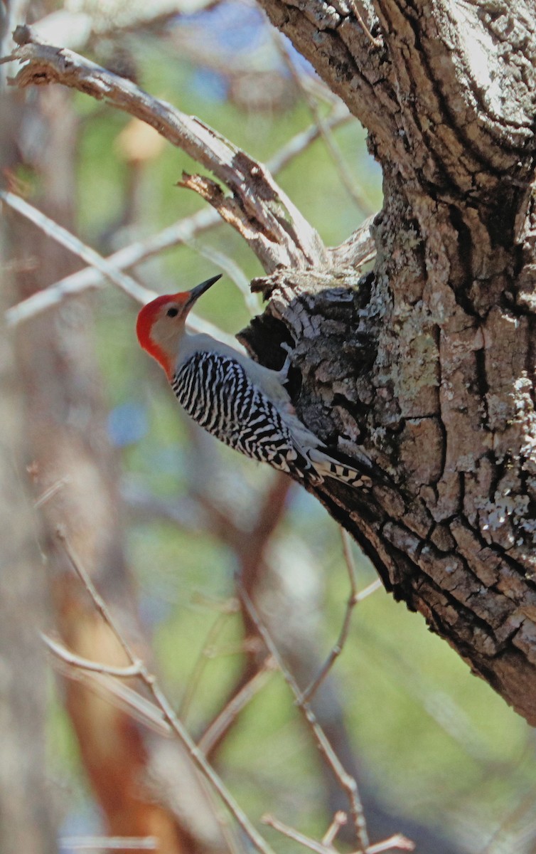 Red-bellied Woodpecker - ML544416501