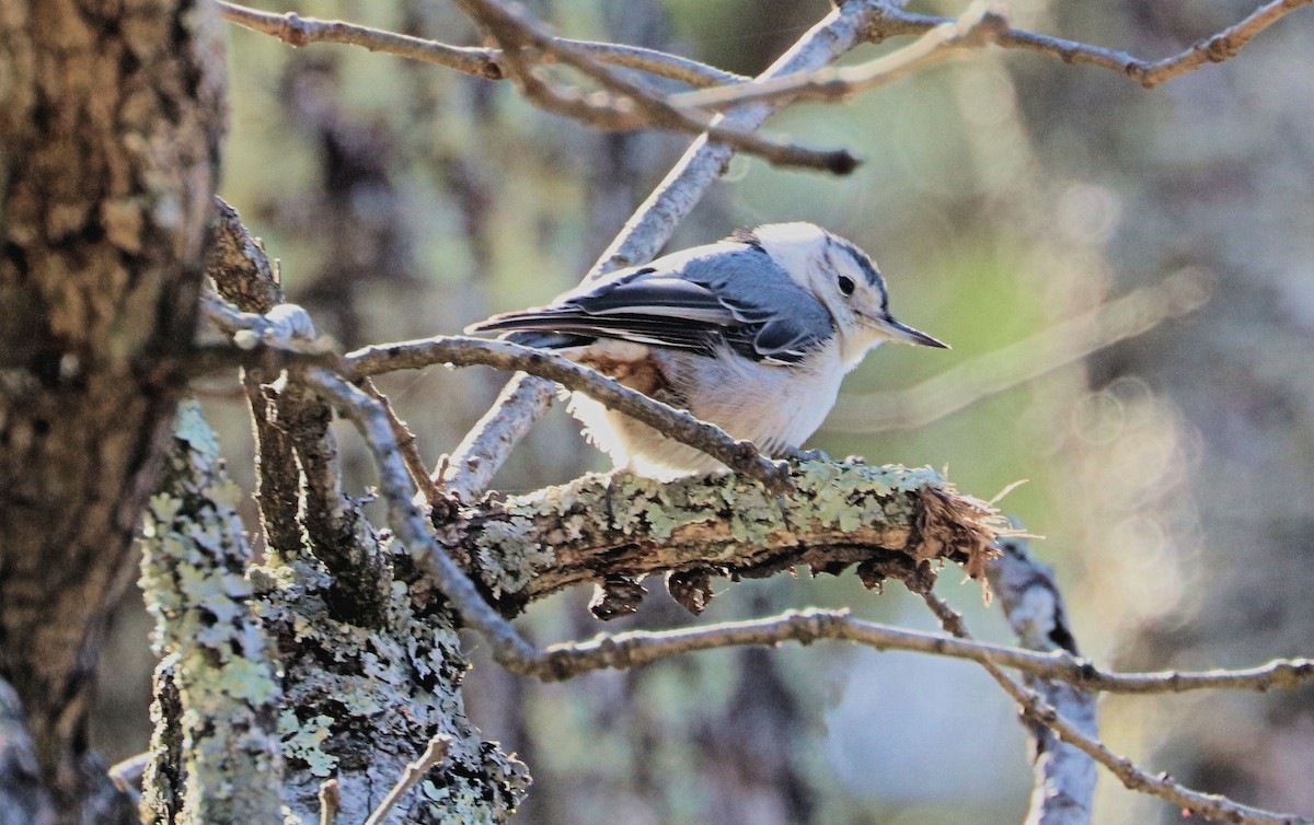 White-breasted Nuthatch - ML544416711