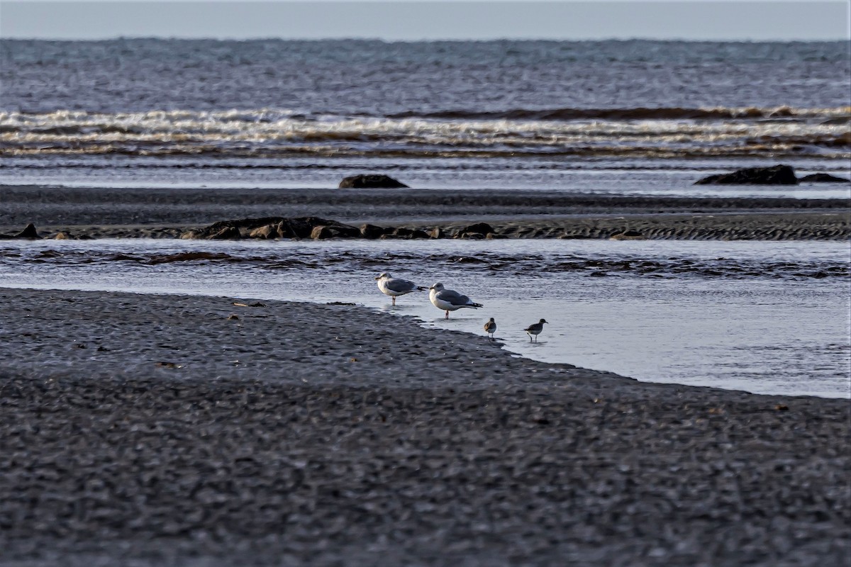 Black-bellied Plover - ML544416831