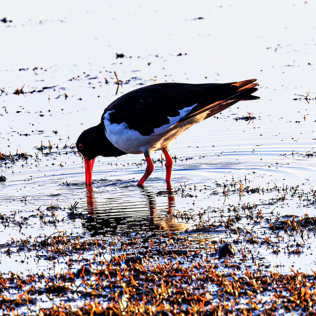 Pied Oystercatcher - Ken Janson