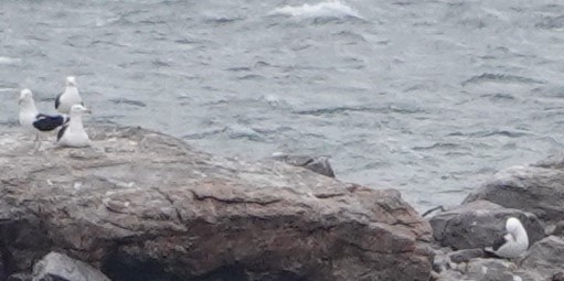 Great Black-backed Gull - ML544417781