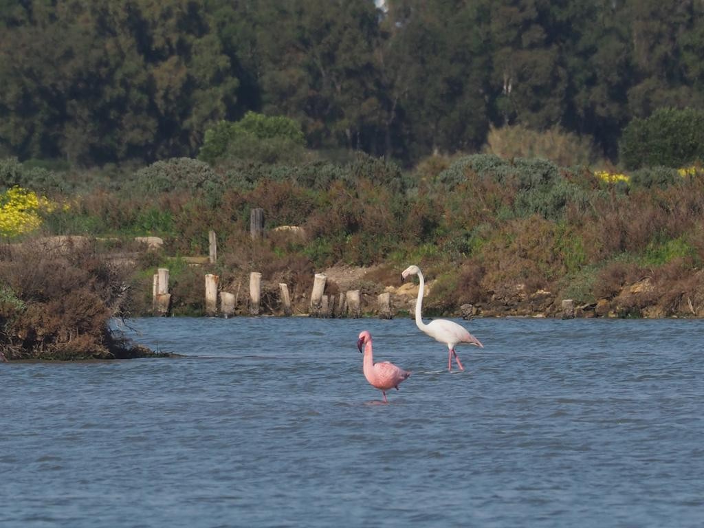 פלמינגו זוטר - ML544417921