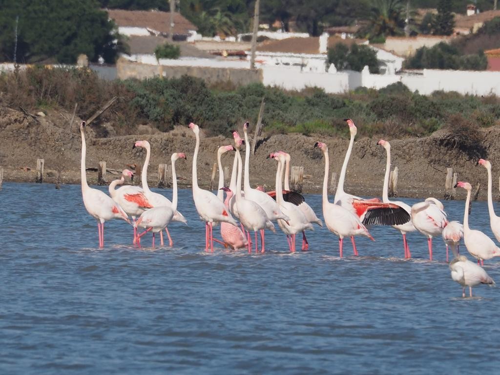 פלמינגו זוטר - ML544417941