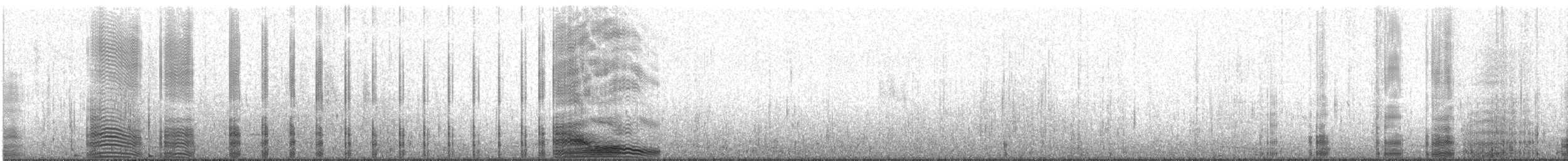 Magellanic Cormorant - ML544418701