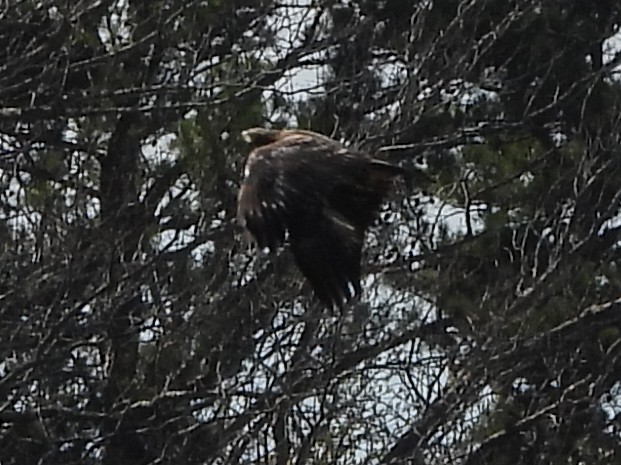 Weißkopf-Seeadler - ML544419731