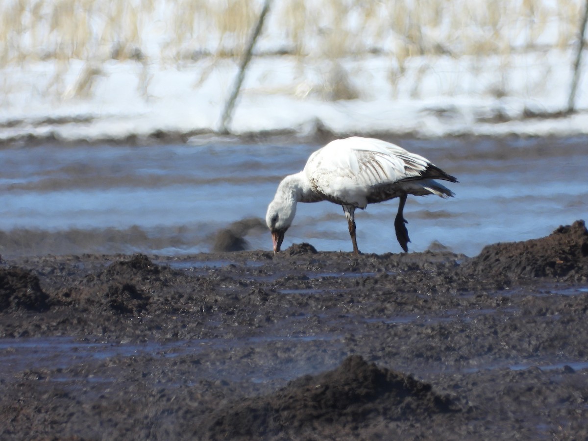 Snow Goose - ML544420151