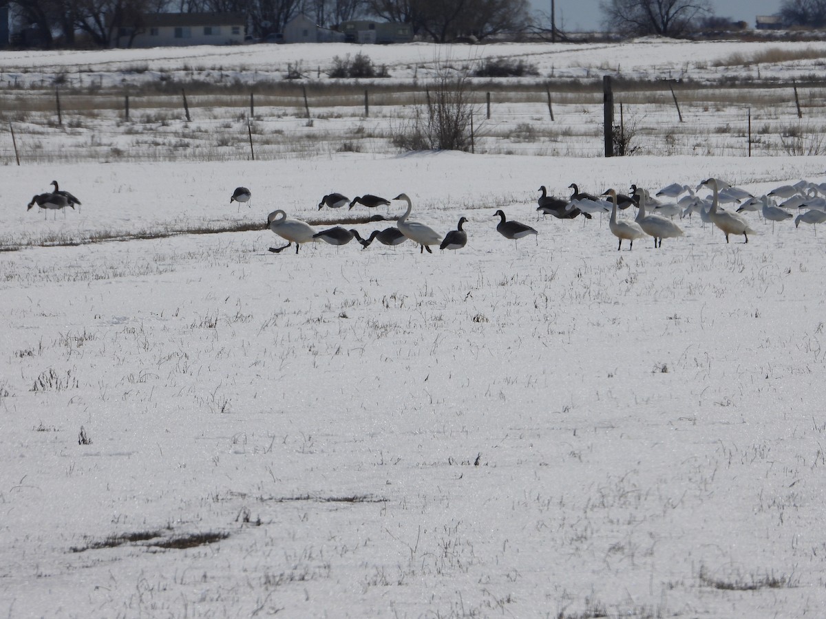 Tundra Swan - ML544420291