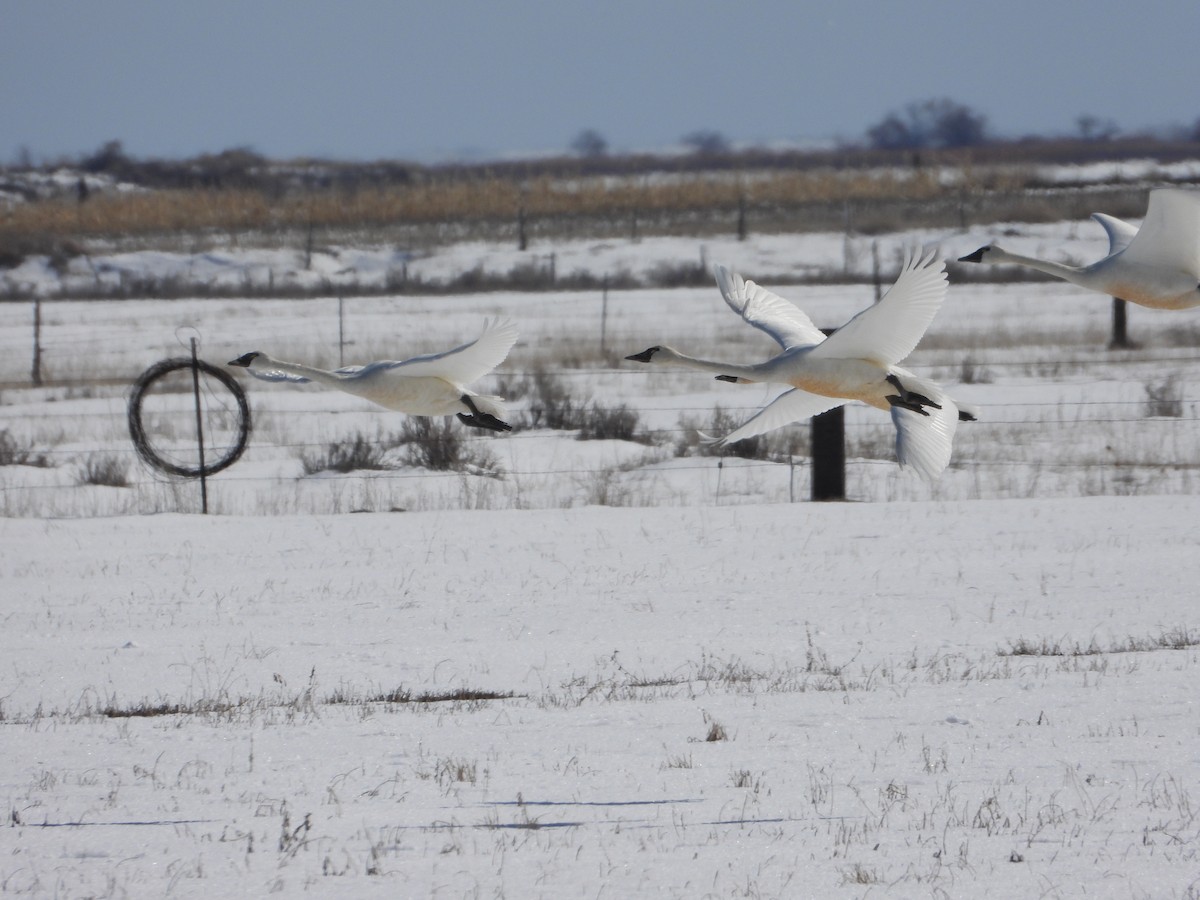 Tundra Swan - ML544420301