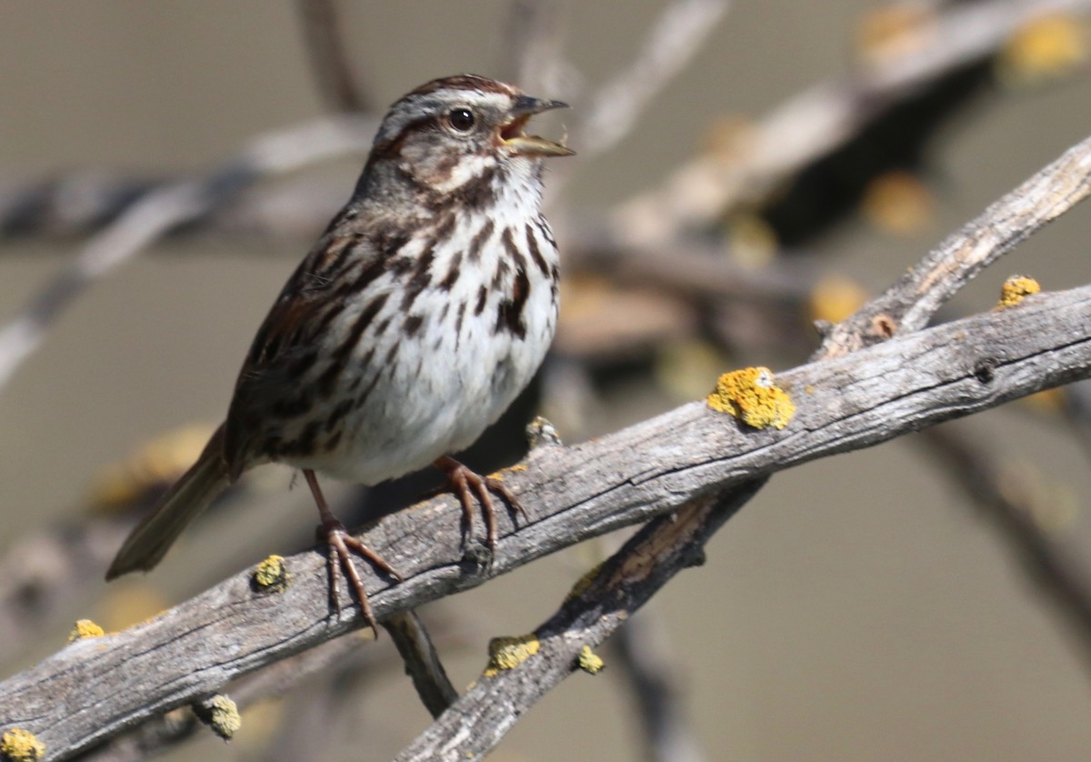 Song Sparrow - Chris Overington