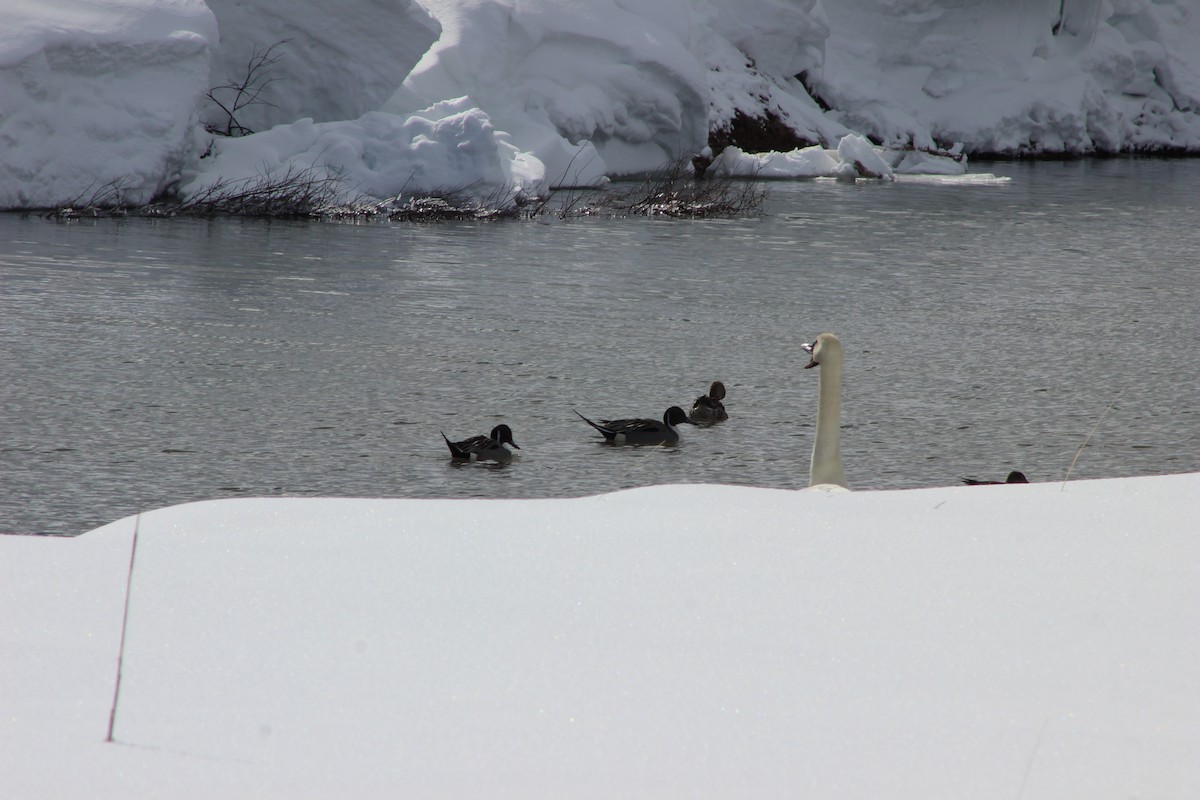 Northern Pintail - ML544423621