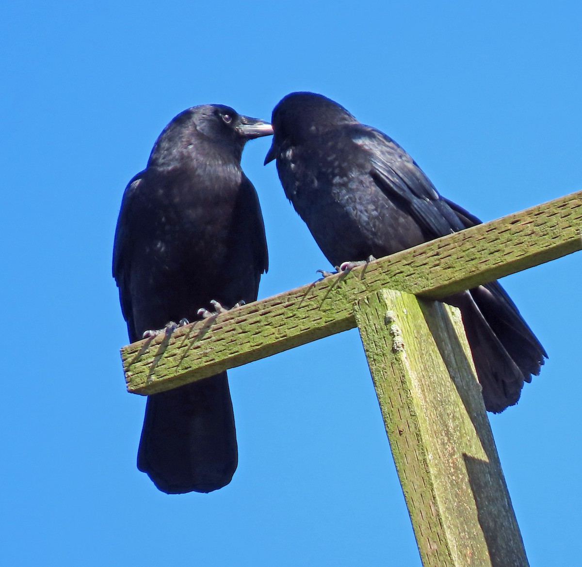 American Crow - ML544424051