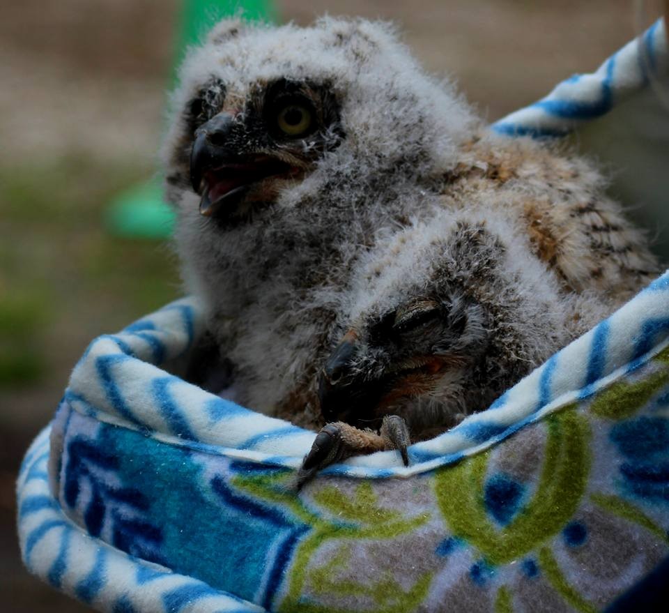 Great Horned Owl - ML54442411