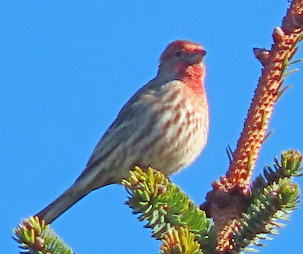 House Finch - ML544424161