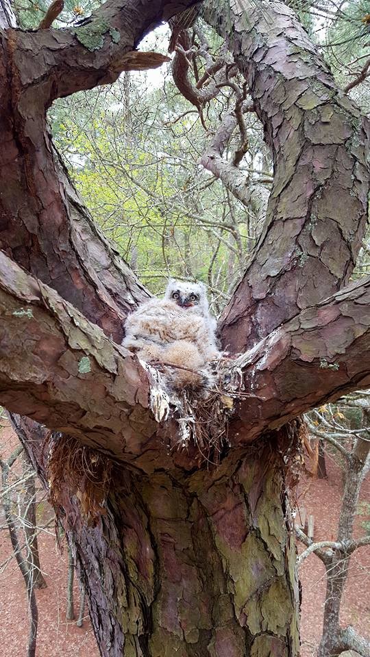 Great Horned Owl - ML54442421