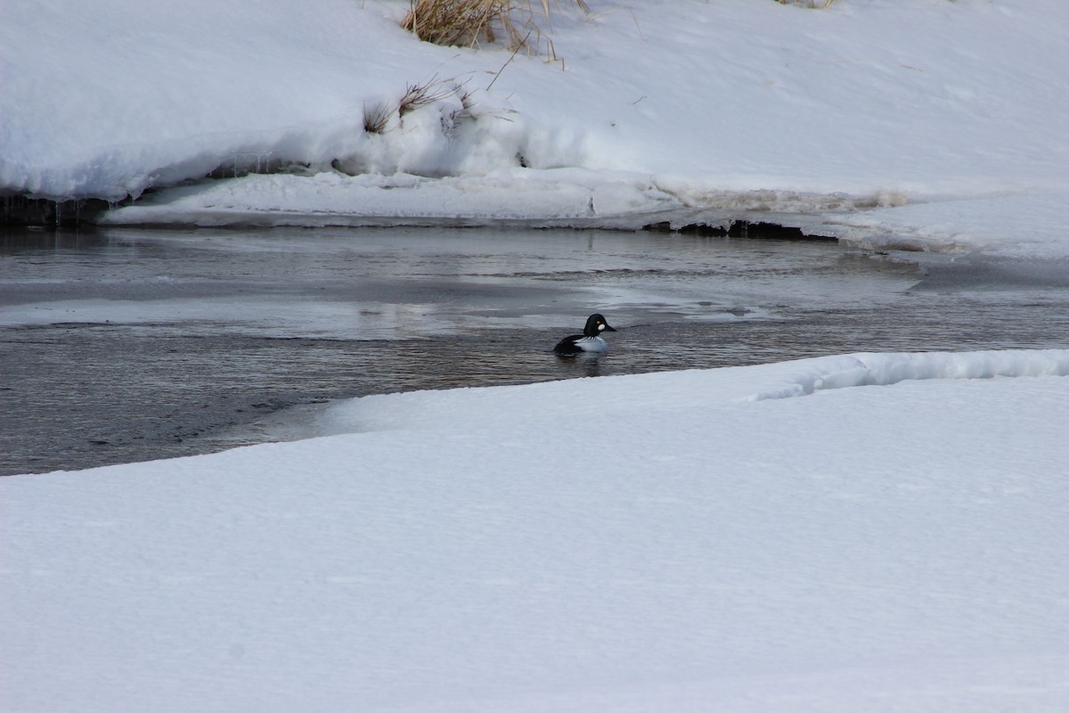 Common Goldeneye - Hilary Turner