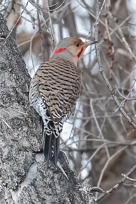 Northern Flicker (Yellow-shafted x Red-shafted) - Leslie Morris